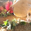 부자농장1 이미지