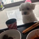 댕댕이밥상 이미지