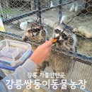 호랭이농장 | 강원도 강릉가볼만한곳 동물원 추천 강릉쌍둥이동물농장 애견동반 후기