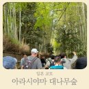 힉스정비 | 교토 아라시야마 대나무숲, 기대와는 달랐던 현실 후기