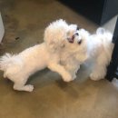 까르르멍멍 이미지