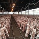 건이네 농장 이미지