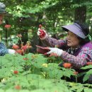 지리산산양삼