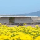 제주라일락 이미지