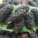 태영농장 이미지