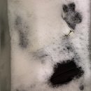 운동화이불빨래방 | [대구카시트세탁] 🚗 듀클(DuClair) 카시트 세탁 후기 달서구 카시트 세탁은 역시 버블운동화이불빨래방!!