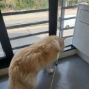 한마음 애견용품 이미지