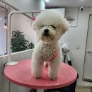 귀여븐댕 이미지