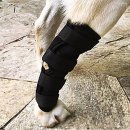 펫츠런 애견 이미지