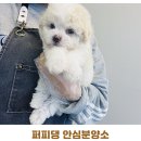 대전고양이분양 퍼피댕 캣 안심분양소 둔산점 | 유성고양이분양 우리 집에 딱 맞았던 결정