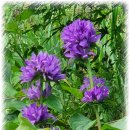 사구치킨 이미지