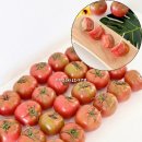 대저토마토산지유통센터 | 대저짭짤이토마토 추천 영동농수산유통 부산 대저토마토 2.5kg 산지직송 후기 🍅