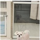 몽이 애견샵 이미지