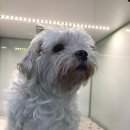 마송 동물병원 이미지