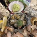 논현2-101 | 강남 술집 논현회맛집 산호초 논현점 고등어회 뿔소라회 후기