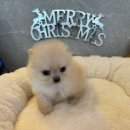 도그마루 강아지 고양이 양산화명점 | 💜부산강아지분양 도그마루 강아지 고양이 양산화명점에서 댕냥이 가족 만들어봐!