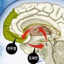 도파민에 대해서 아세요? 이미지