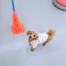 댕댕큘럼 | 애견 유치원 댕댕큘럼 오픈 준비중(내부모습)