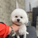 개털깎는마리오 이미지