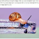 김영성 카카오 검색결과