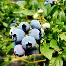 삼보농원 이미지