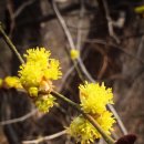 맥화 | ◇ 산수유꽃과 생강나무꽃 차이