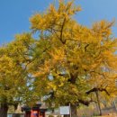 임씨 가묘 이미지