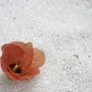 자연담아 이미지