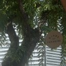 싱가포르 젤라또 후기ㅣ 버드오브파라다이스 Birds of paradise gelato boutique