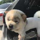 핫초네 멍멍샵 이미지