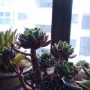 크라우스 이미지