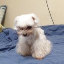 퓨어도그(Pure dog) 이미지