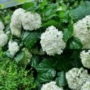 벌막공원 이미지