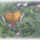 나비야놀자 이미지