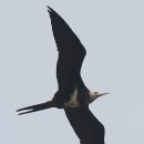 군함조 / Lesser Frigatebird, 軍艦鳥 에 대해서 이미지