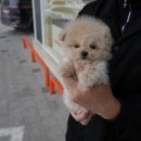 딜리동물병원 | 대구강아지입양 고민 끝! 내가 직접 경험한 대구강아지분양 홍스퍼피 방문 후기