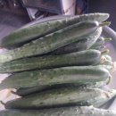 맛있는구례오이주문해서드신회원님들그날따서바로배송합니다(다이어트 , 당뇨)약5키로 25개25000원택포피클도담그심맛있어요 이미지