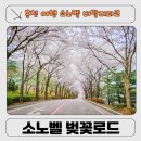 마운틴262 | 홍천 여행 2026 비발디파크 벚꽃 축제 장소 &amp; 소노벨 비발디파크 B동 마운틴뷰 숙박 실제 이용 후기