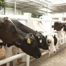 백신농장 이미지