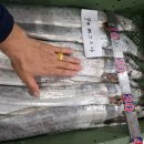 7월31일.먹갈치,자랭이병어,한치,고시삼치,눈뽈떼기,밴댕이(=송어),대청도암치홍어 이미지