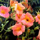 연꽃화원