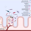 Re:Re:Alpha-Synuclein Pathology and the Role of the Microbiota in Parkinson’s Disease 이미지