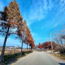 시화간척지(대형화훼단지) | 여행장소추천 _가족끼리 걷거나 자전거 타기 좋은 대부바다향기 테마파크 풍경 (2022.11.19)