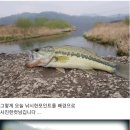 대초천 이미지
