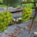 용암농장 이미지