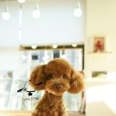 쿨 애견미용 이미지
