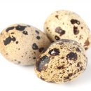 대한메추리 이미지