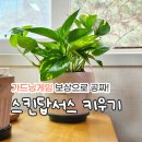 (봄맞이) 홈가드닝 | 스킨답서스 공짜 키우기, 오늘의집 가드닝게임 수확보상템 분갈이