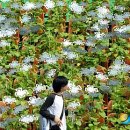 은꽃정원