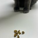 Dog&Cat | [DOG&amp;CAT] 마음반려 고함량 피부 영양제 반려묘🐈‍⬛ 섭취 후기